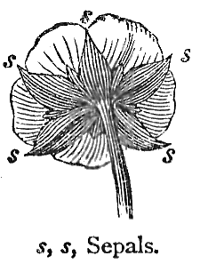 Botanical specimen of Daemonorops Sepal.