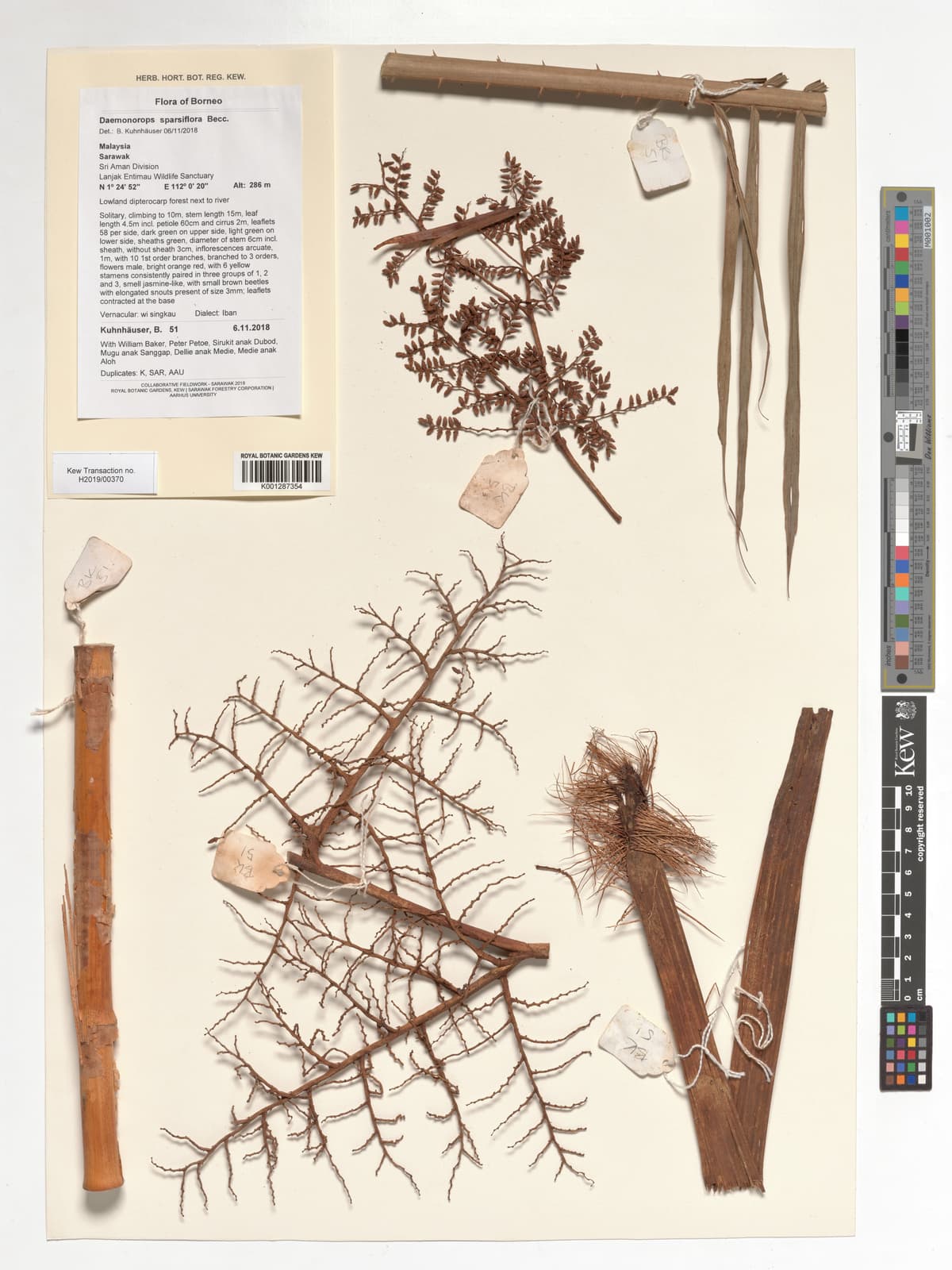 Botanical specimen of Daemonorops Sparsiflora.