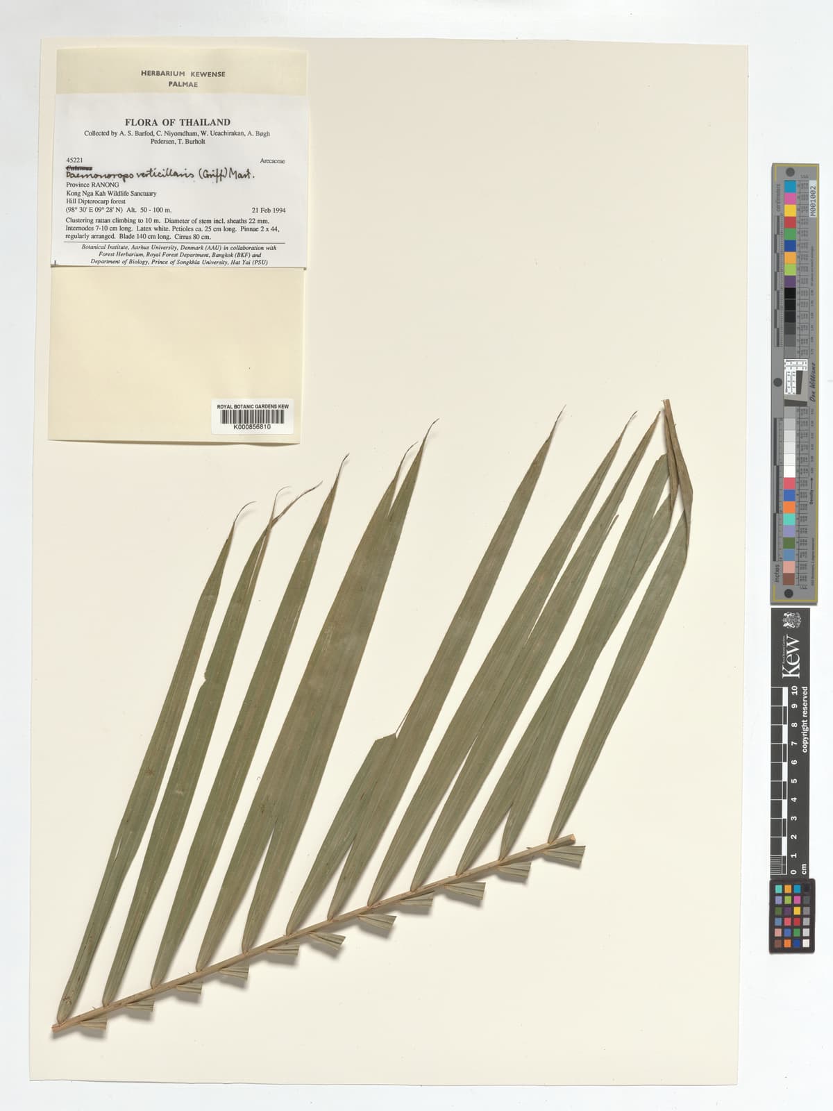 Botanical specimen of Daemonorops Verticillaris.