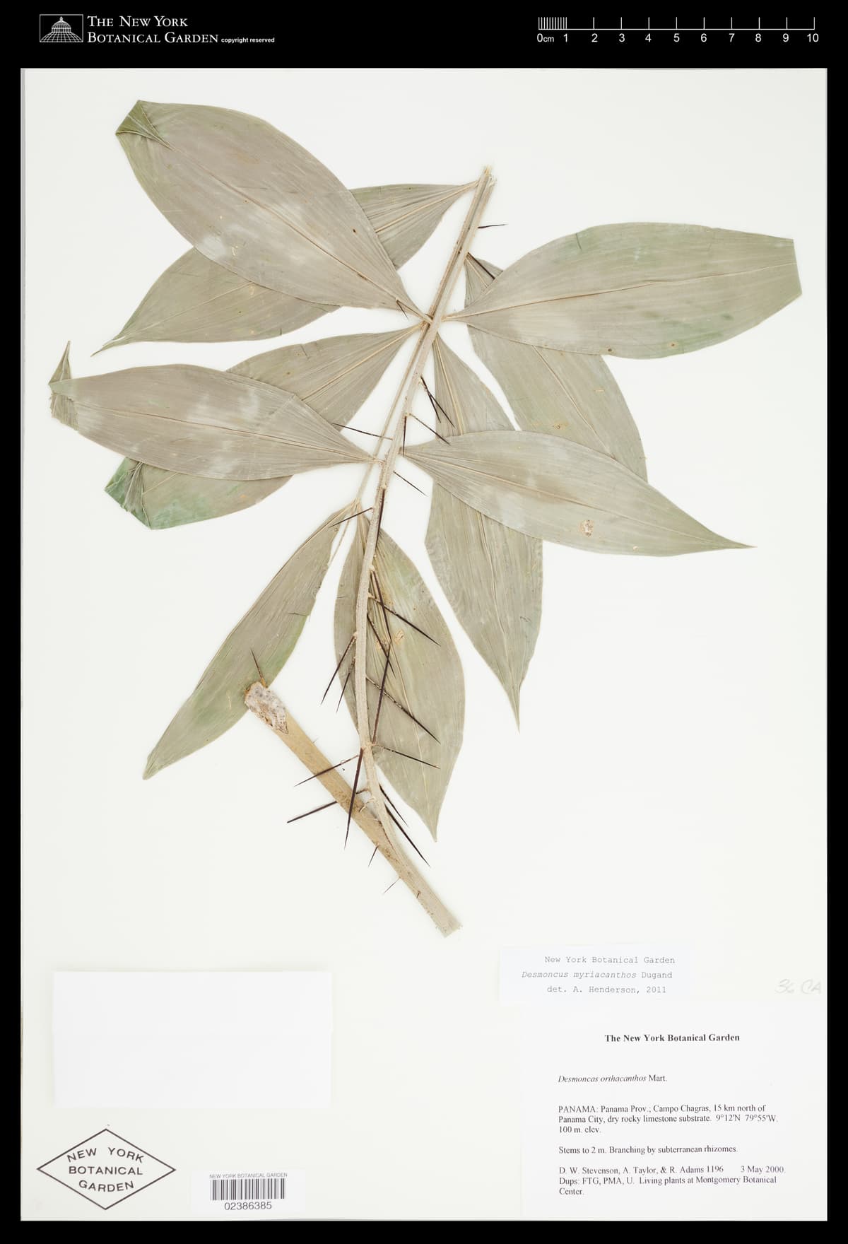 Botanical specimen of Desmoncus Isthmius.