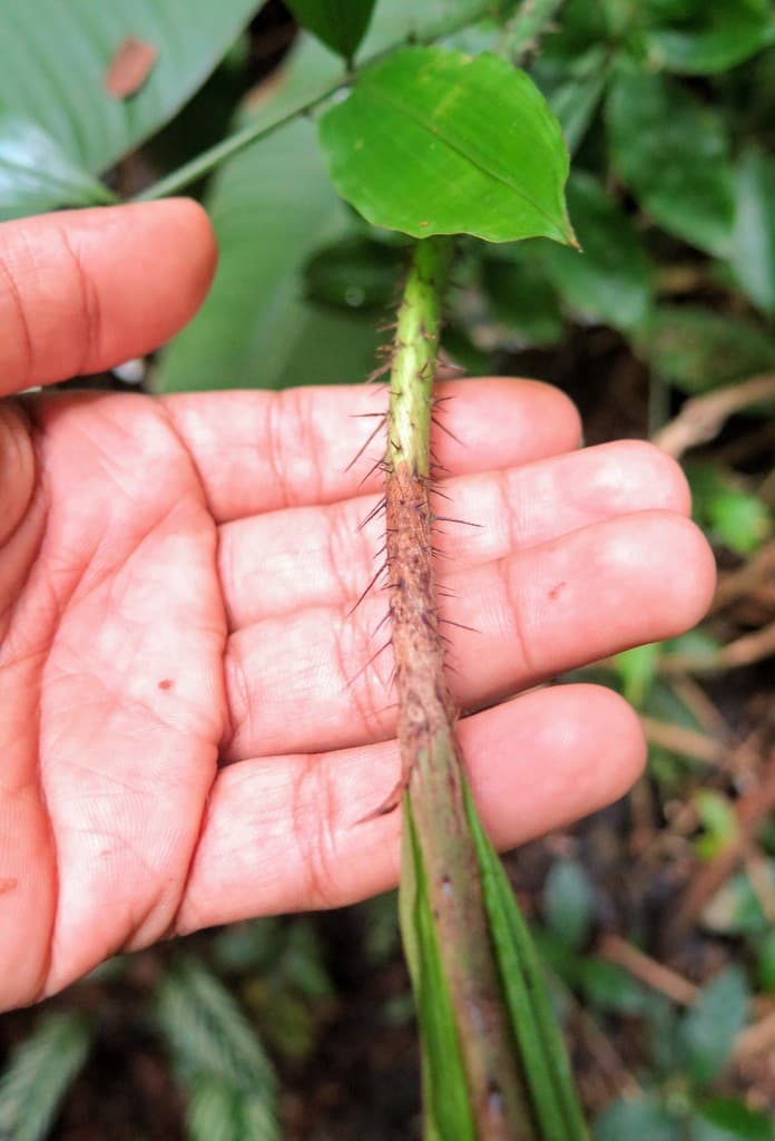 Botanical specimen of Desmoncus Mitis.