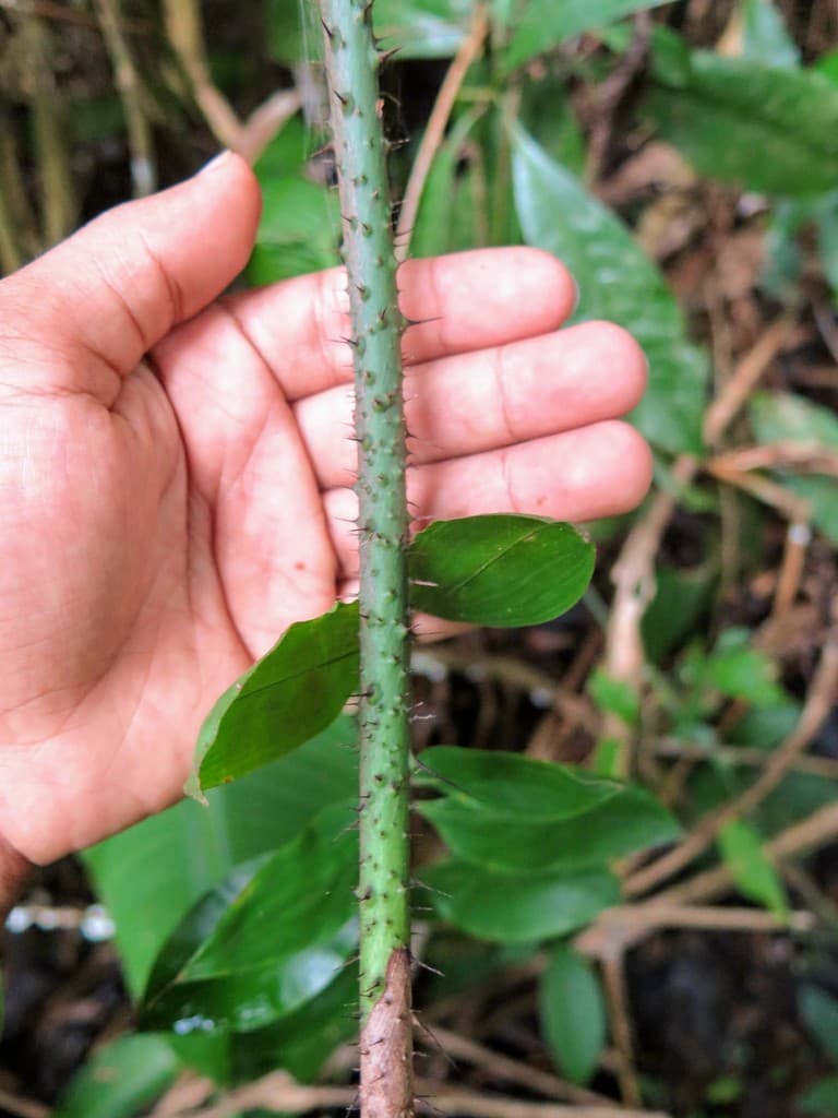 Botanical specimen of Desmoncus Mitis.