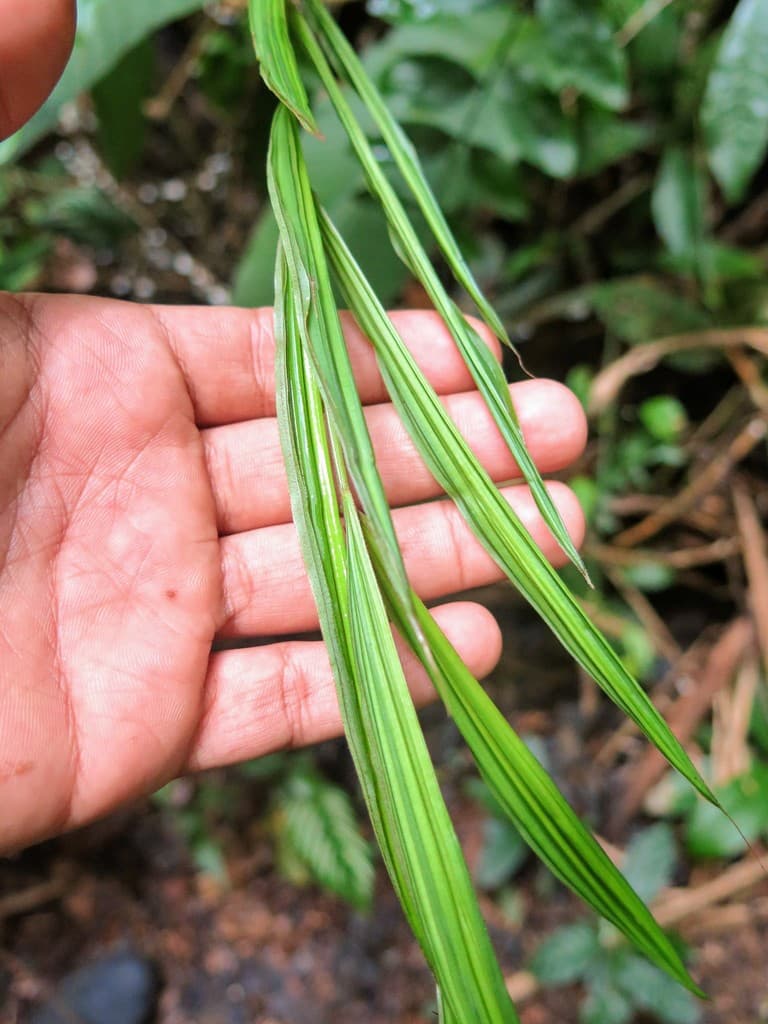 Botanical specimen of Desmoncus Mitis.