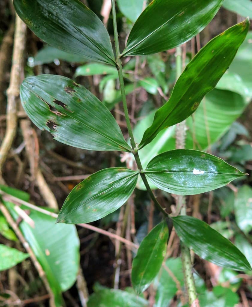 Botanical specimen of Desmoncus Mitis.