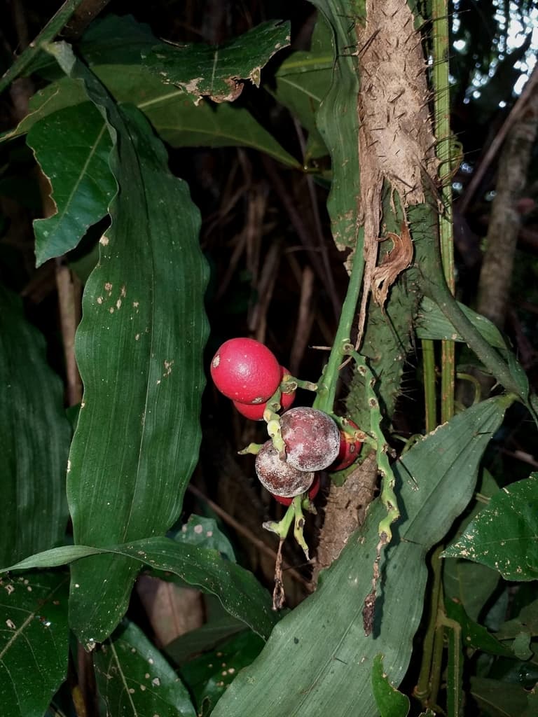 Botanical specimen of Desmoncus Mitis.