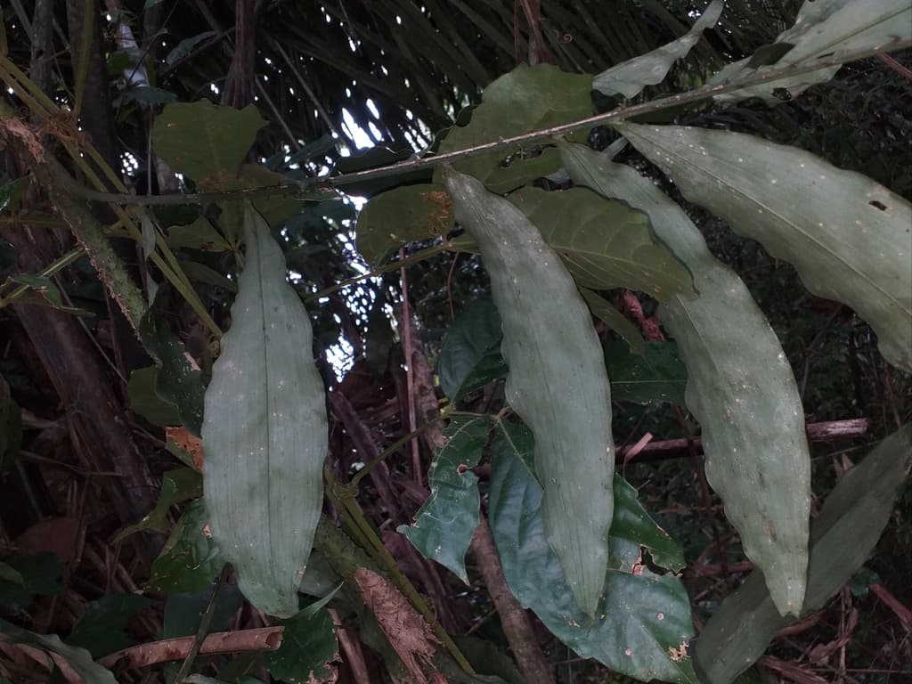 Botanical specimen of Desmoncus Mitis.