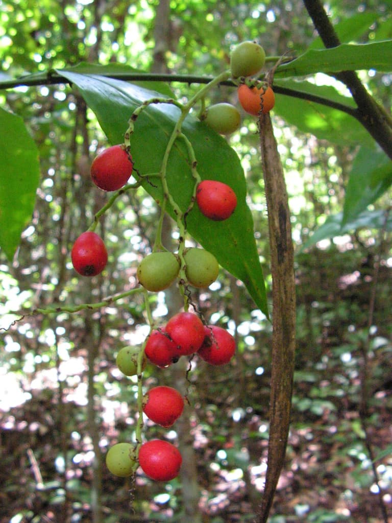 Botanical specimen of Desmoncus Polyacanthos.