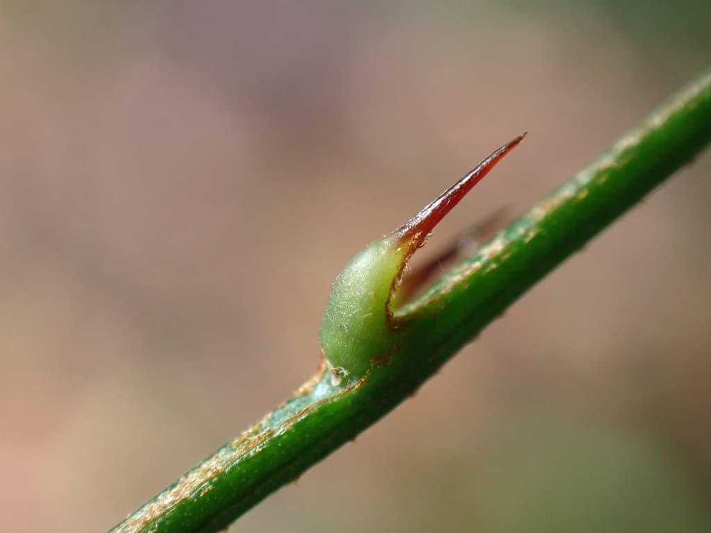 Botanical specimen of Desmoncus Polyacanthos.