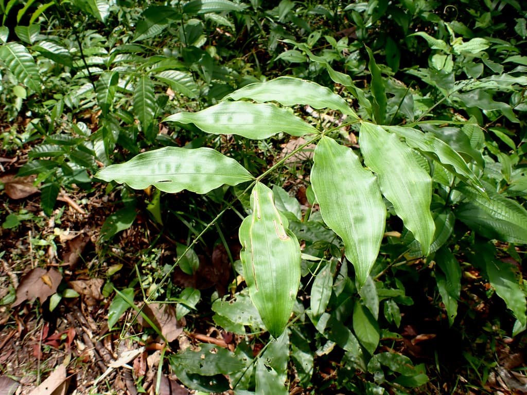 Botanical specimen of Desmoncus Polyacanthos.