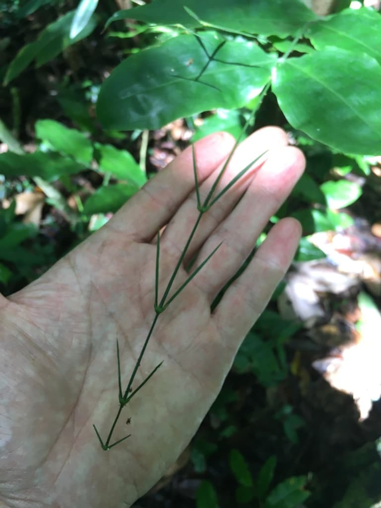 Botanical specimen of Desmoncus Polyacanthos.