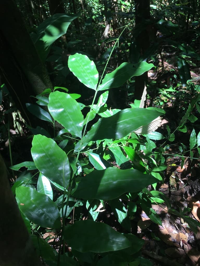 Botanical specimen of Desmoncus Polyacanthos.