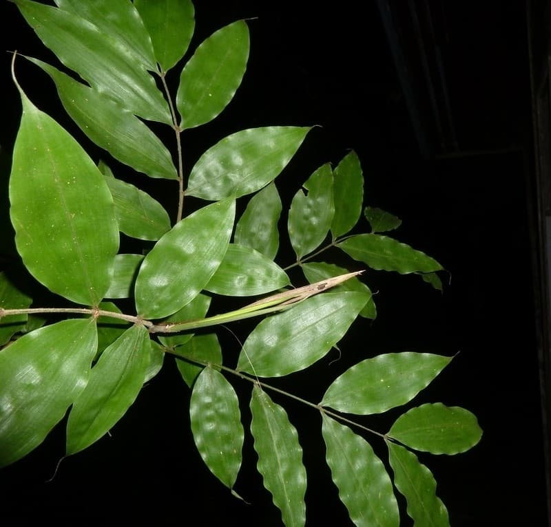 Botanical specimen of Desmoncus Stans.