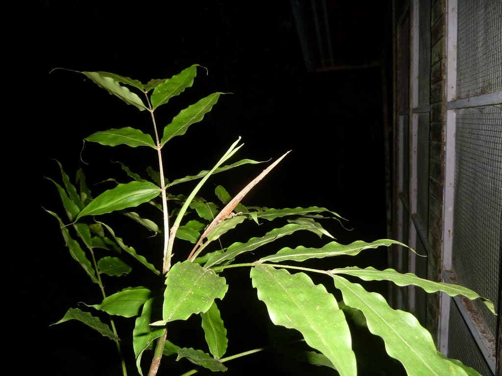 Botanical specimen of Desmoncus Stans.