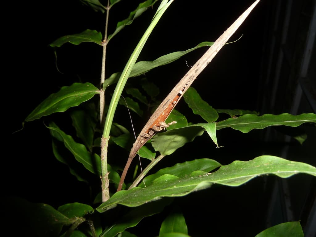 Botanical specimen of Desmoncus Stans.