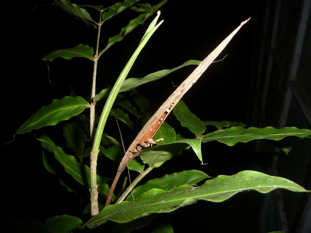 Botanical specimen of Desmoncus Stans.