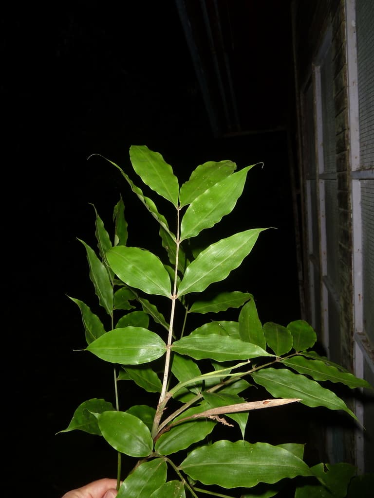 Botanical specimen of Desmoncus Stans.