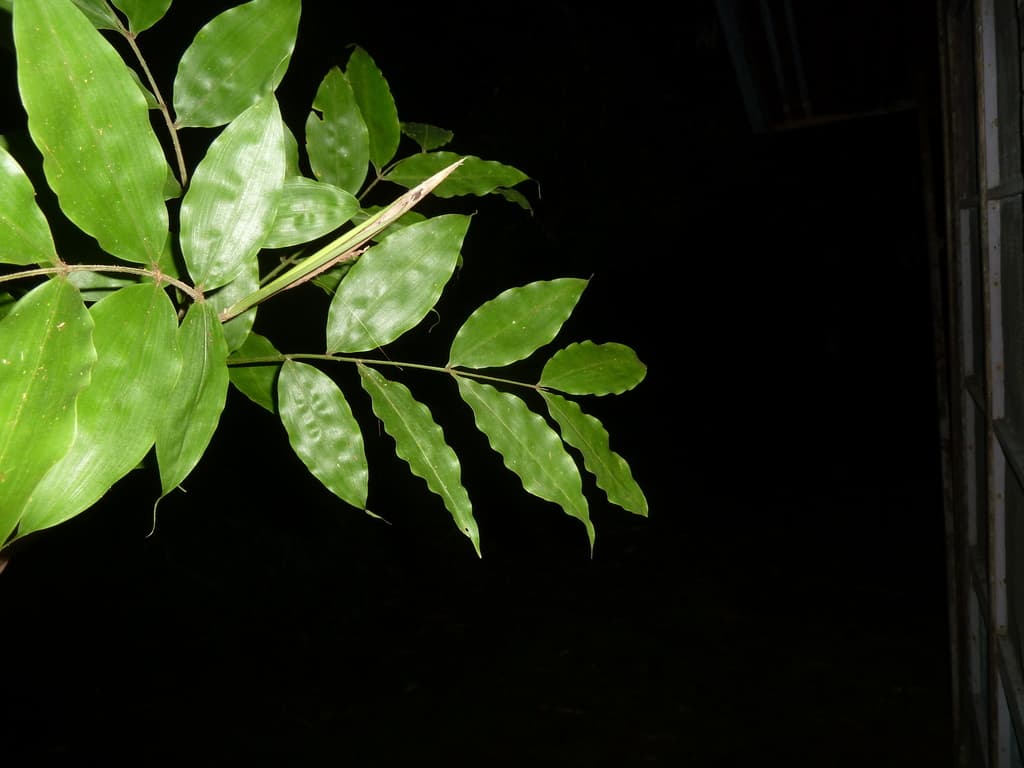 Botanical specimen of Desmoncus Stans.