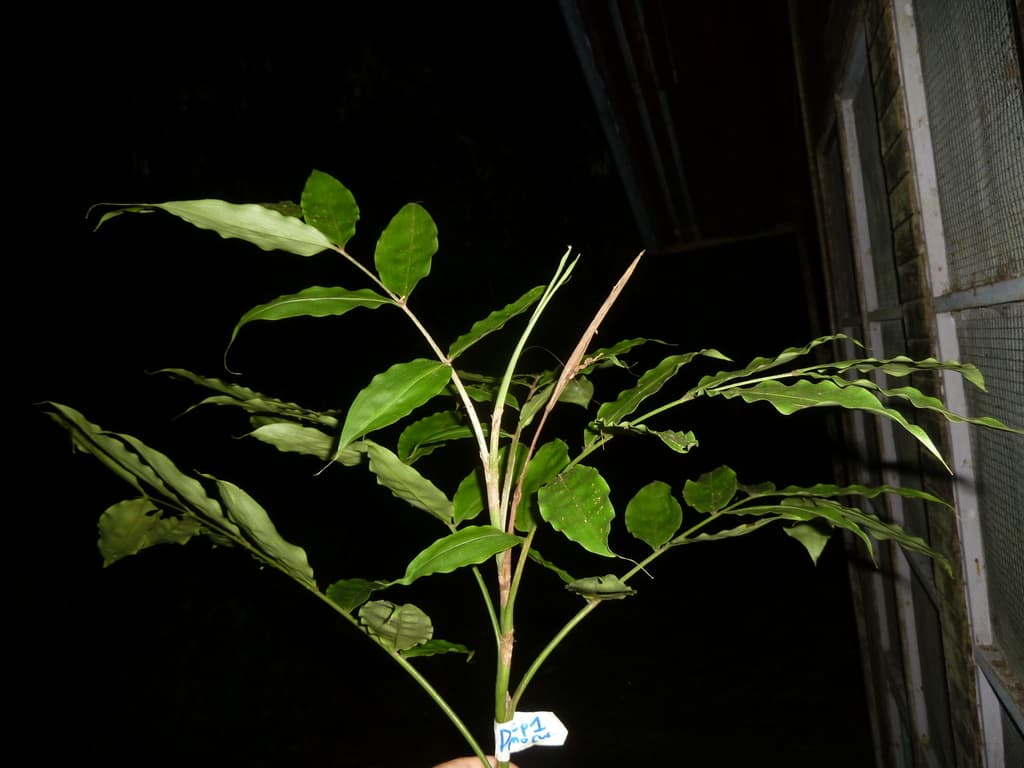 Botanical specimen of Desmoncus Stans.