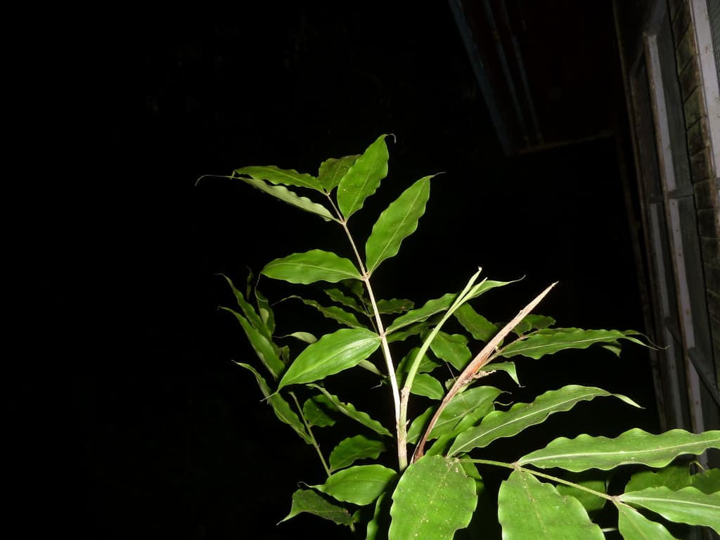 Botanical specimen of Desmoncus Stans.