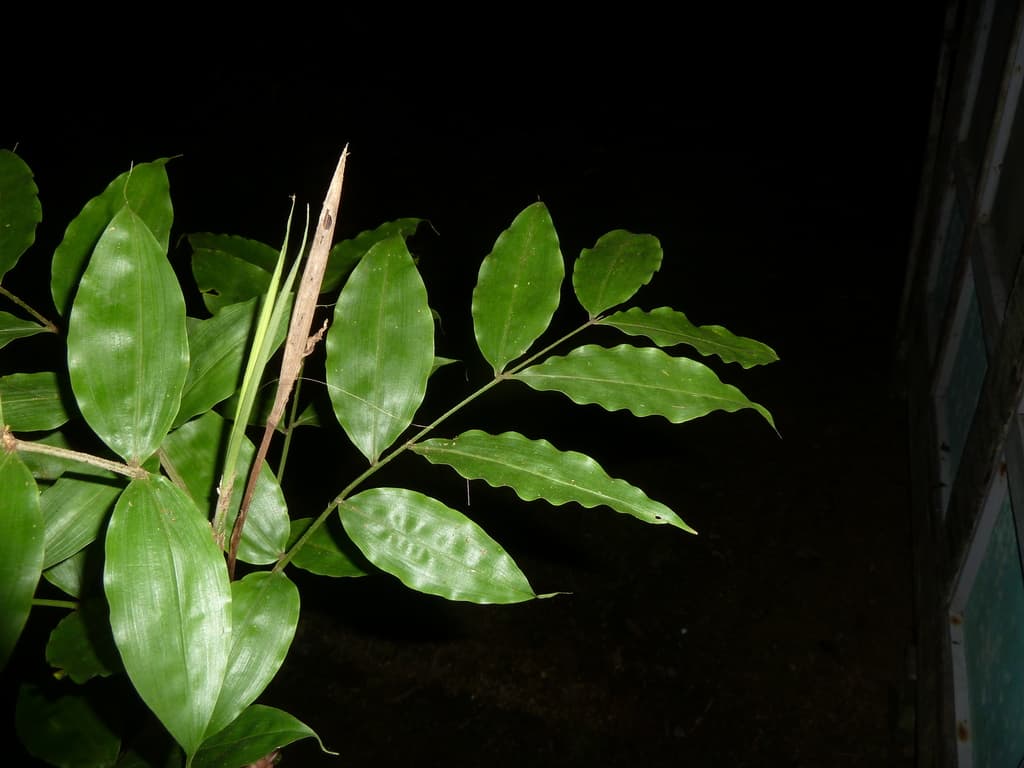 Botanical specimen of Desmoncus Stans.