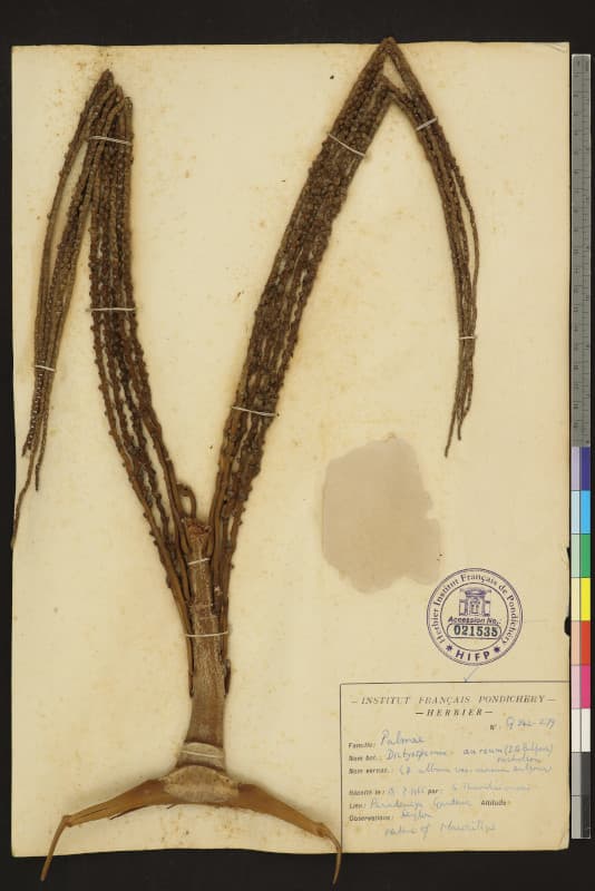 Botanical specimen of Dictyosperma Album Var. Aureum.
