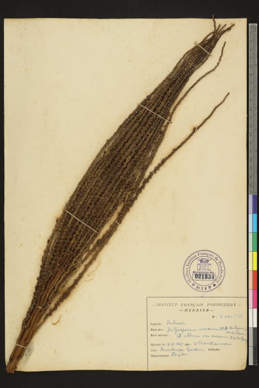 Botanical specimen of Dictyosperma Album Var. Aureum.