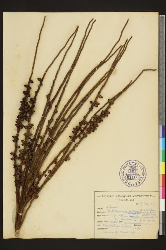 Botanical specimen of Dictyosperma Album Var. Aureum.