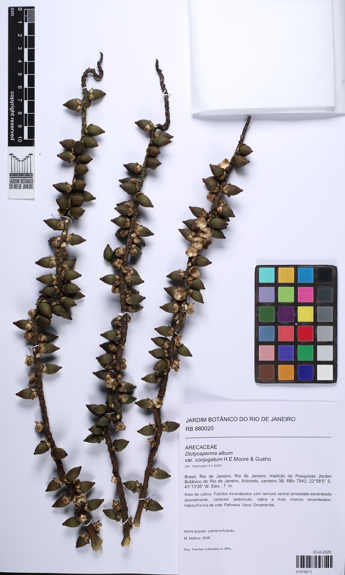 Botanical specimen of Dictyosperma Album Var. Conjugatum.