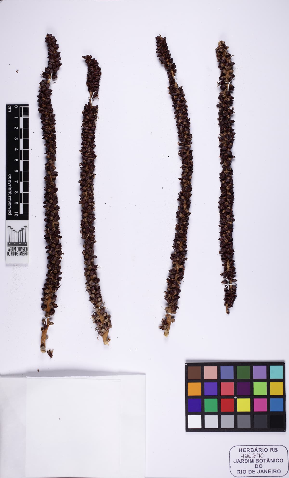 Botanical specimen of Dictyosperma Album Var. Conjugatum.