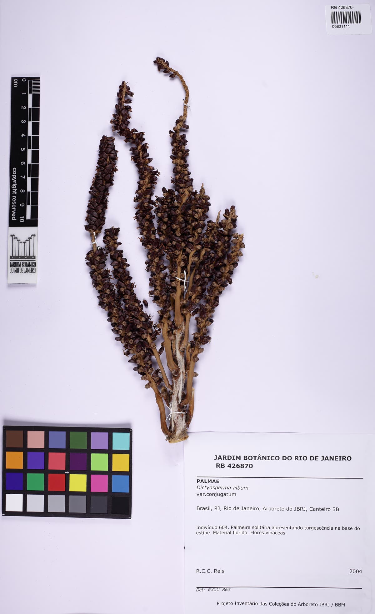 Botanical specimen of Dictyosperma Album Var. Conjugatum.