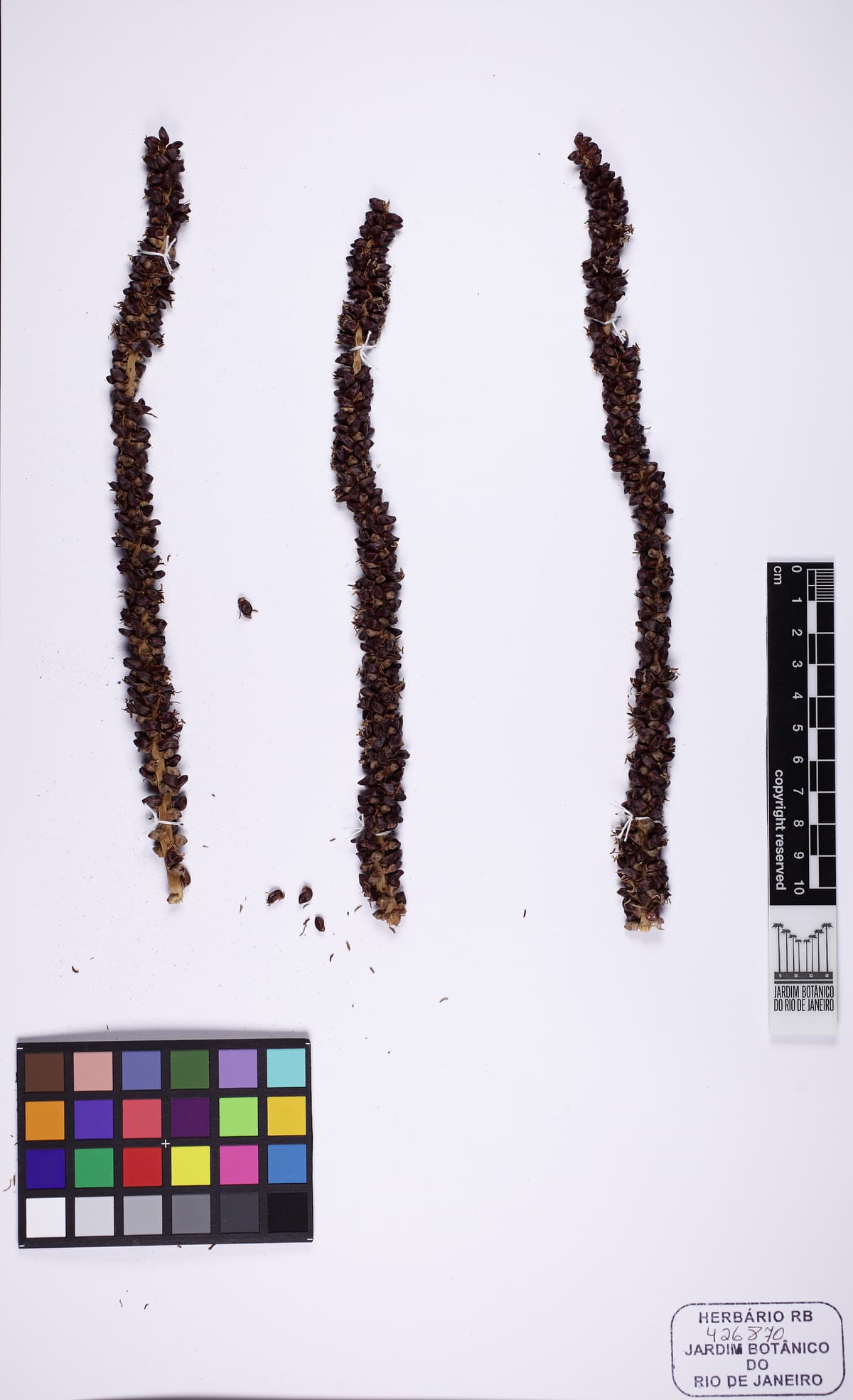 Botanical specimen of Dictyosperma Album Var. Conjugatum.