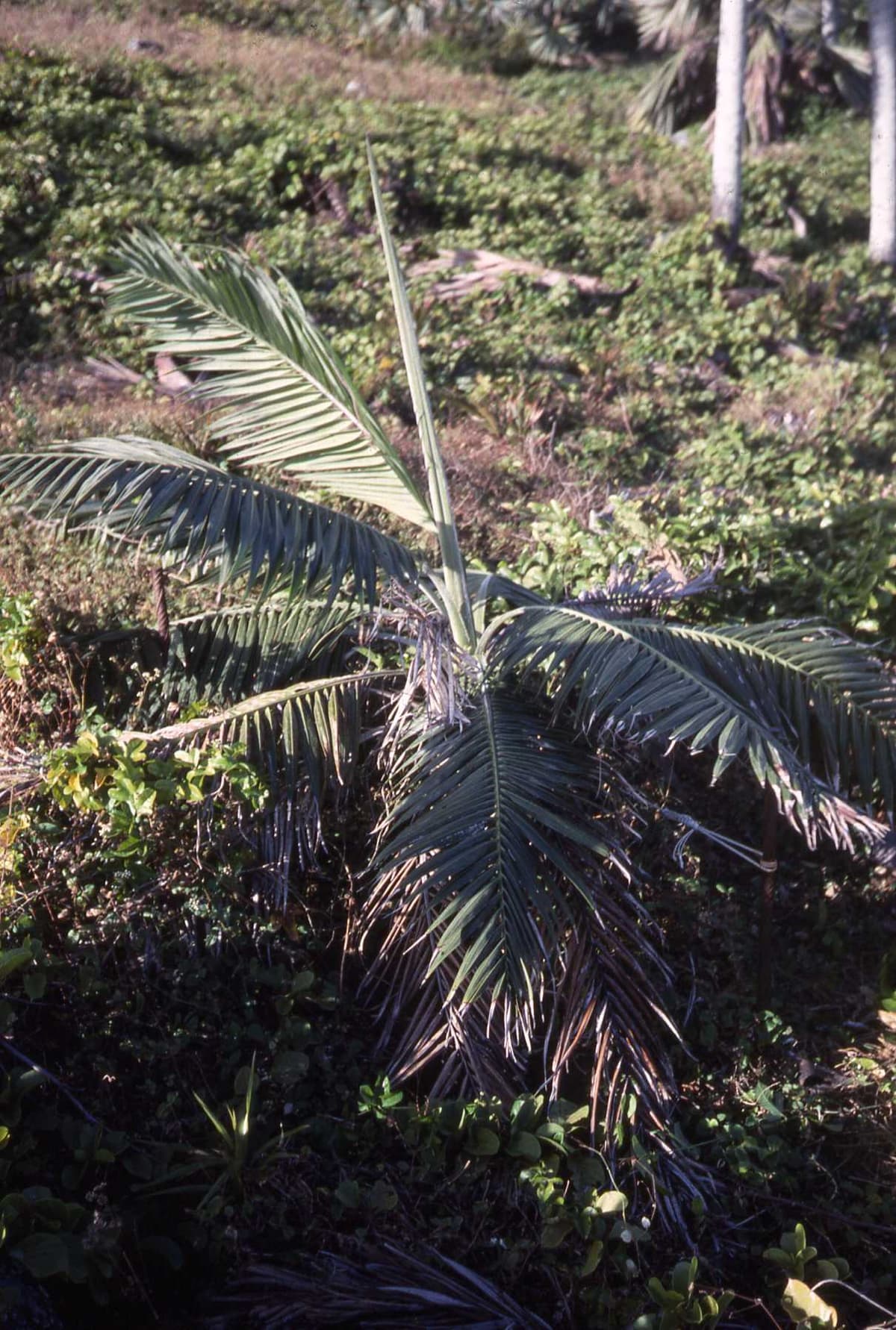 Botanical specimen of Dictyosperma Album Var. Conjugatum.