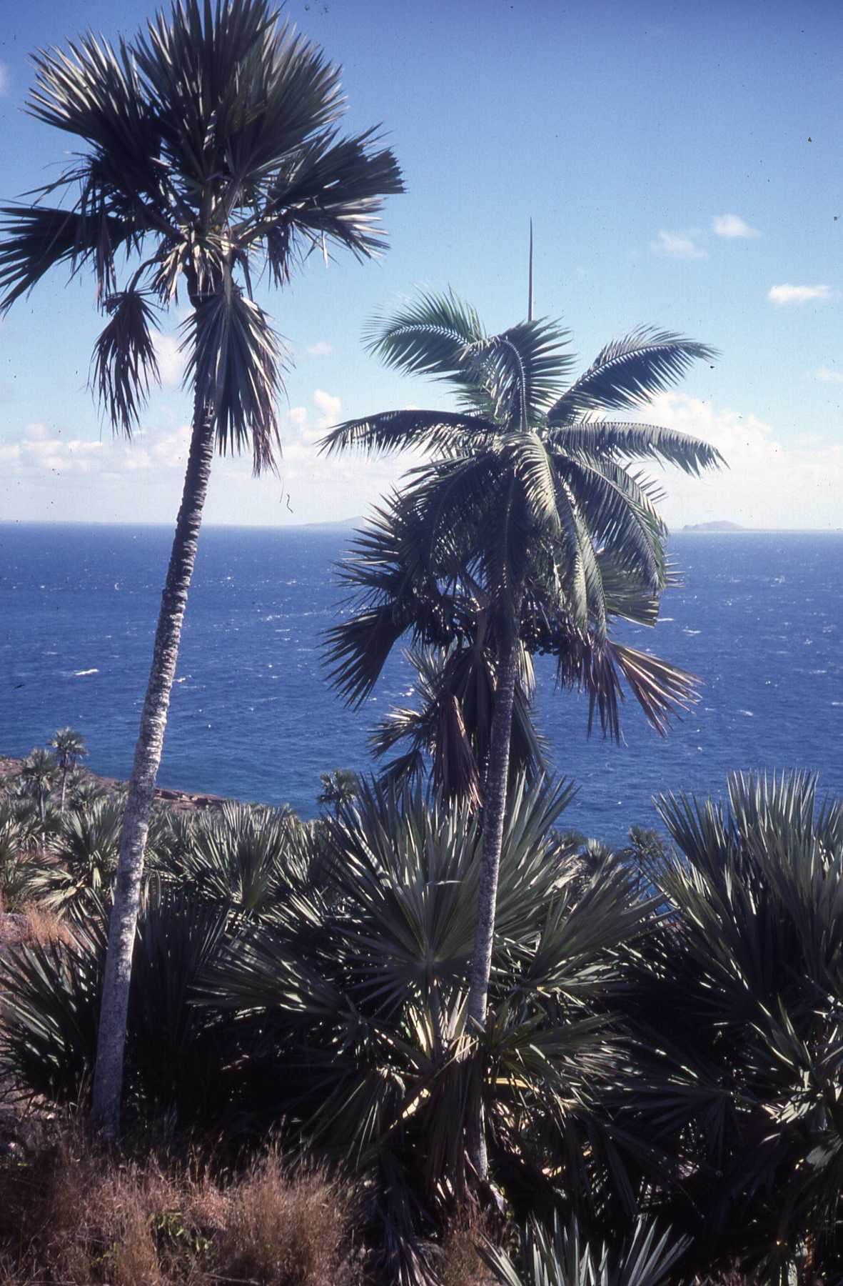 Botanical specimen of Dictyosperma Album Var. Conjugatum.