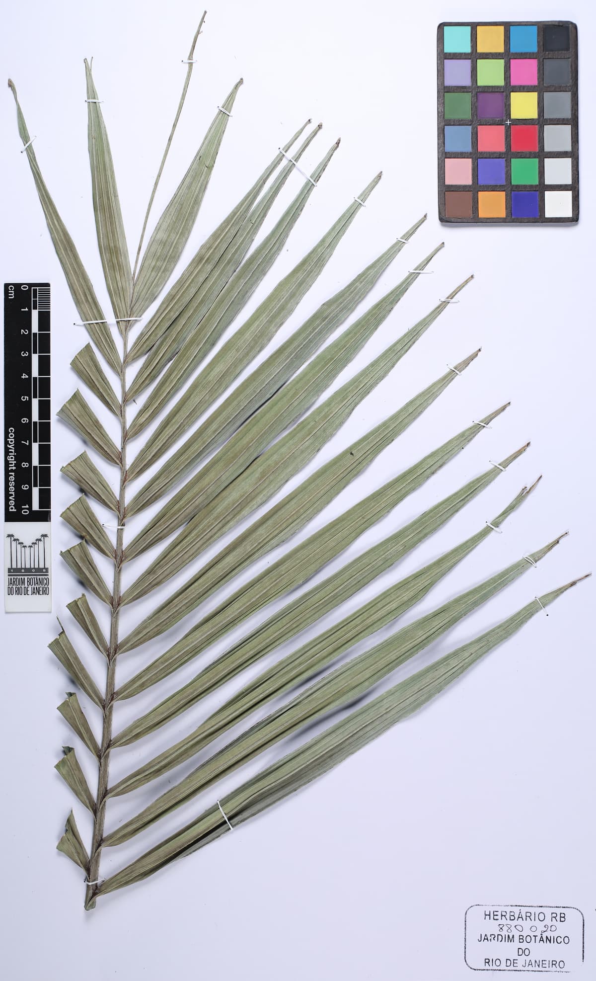 Botanical specimen of Dictyosperma Album Var. Conjugatum.