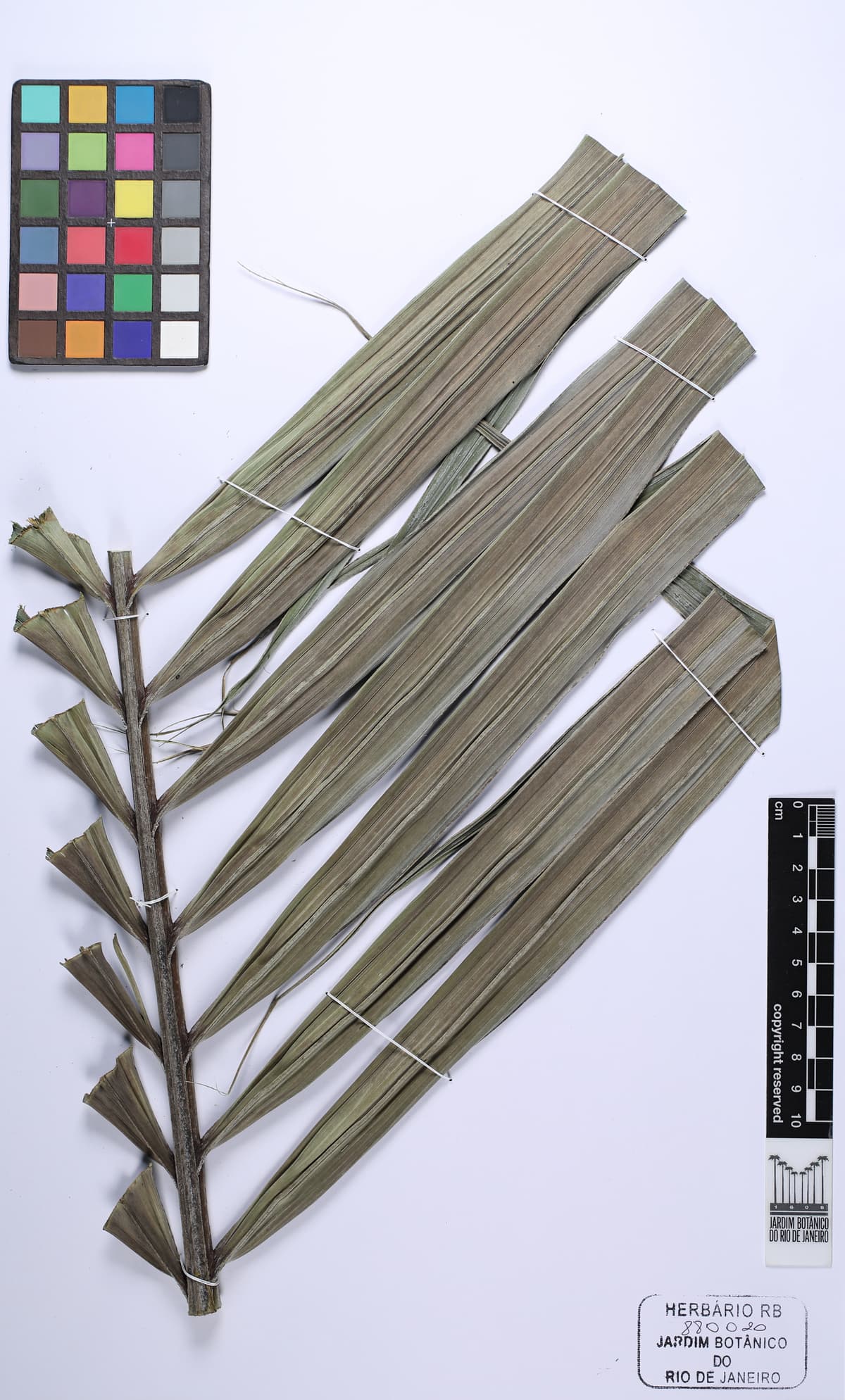 Botanical specimen of Dictyosperma Album Var. Conjugatum.