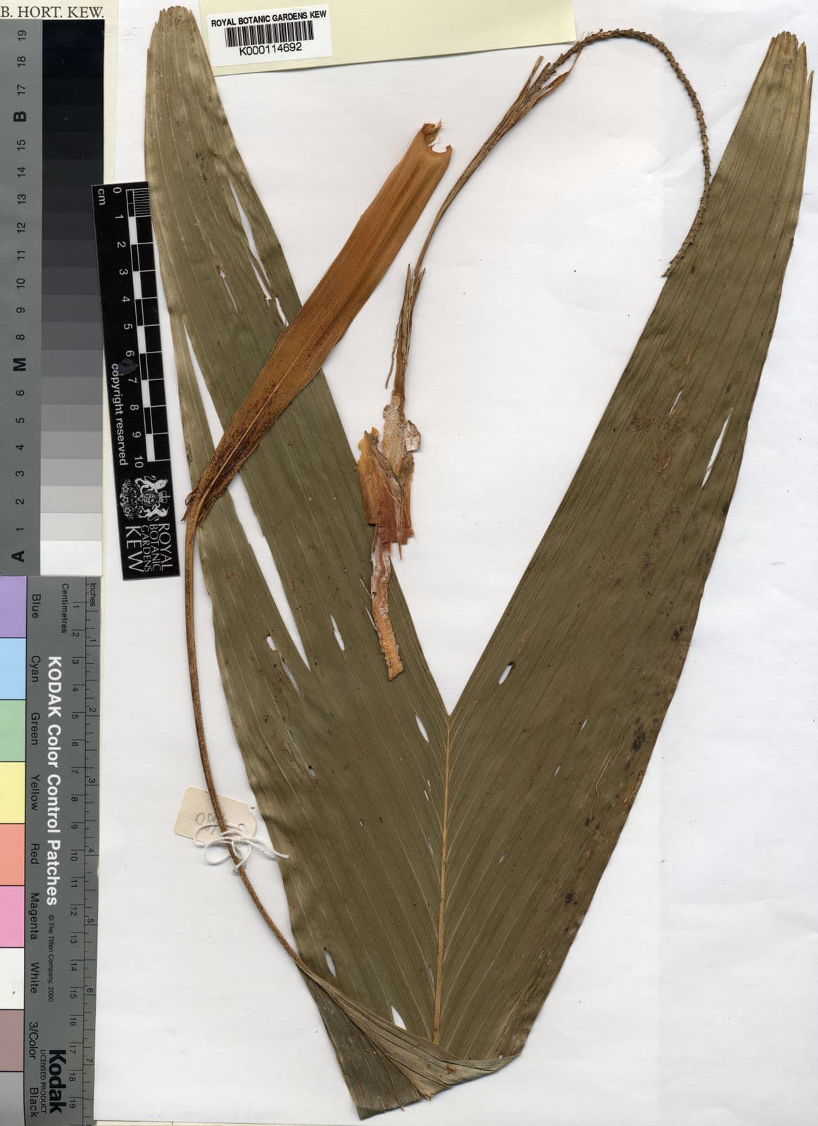 Botanical specimen of Dypsis Andapae.