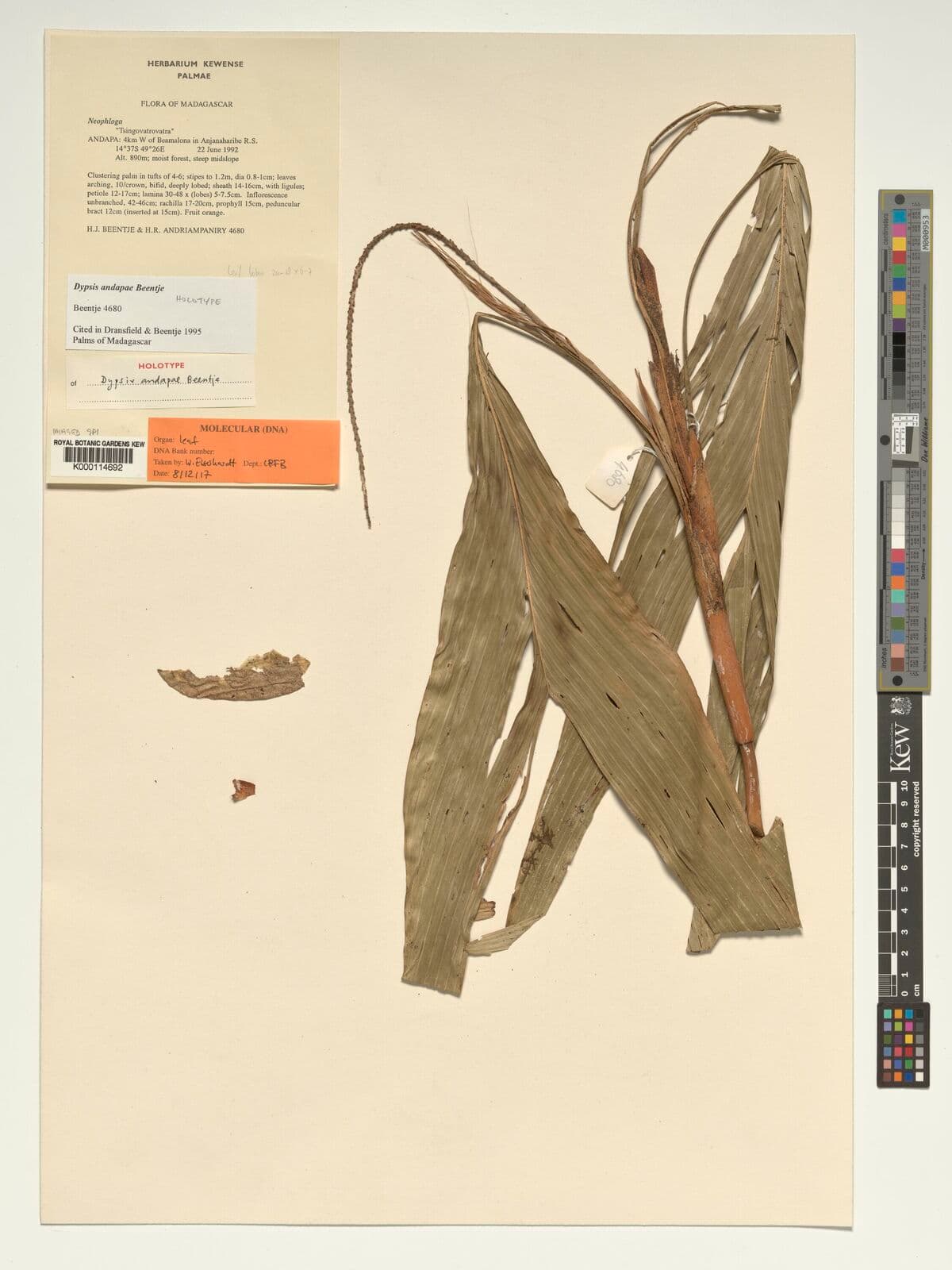 Botanical specimen of Dypsis Andapae.
