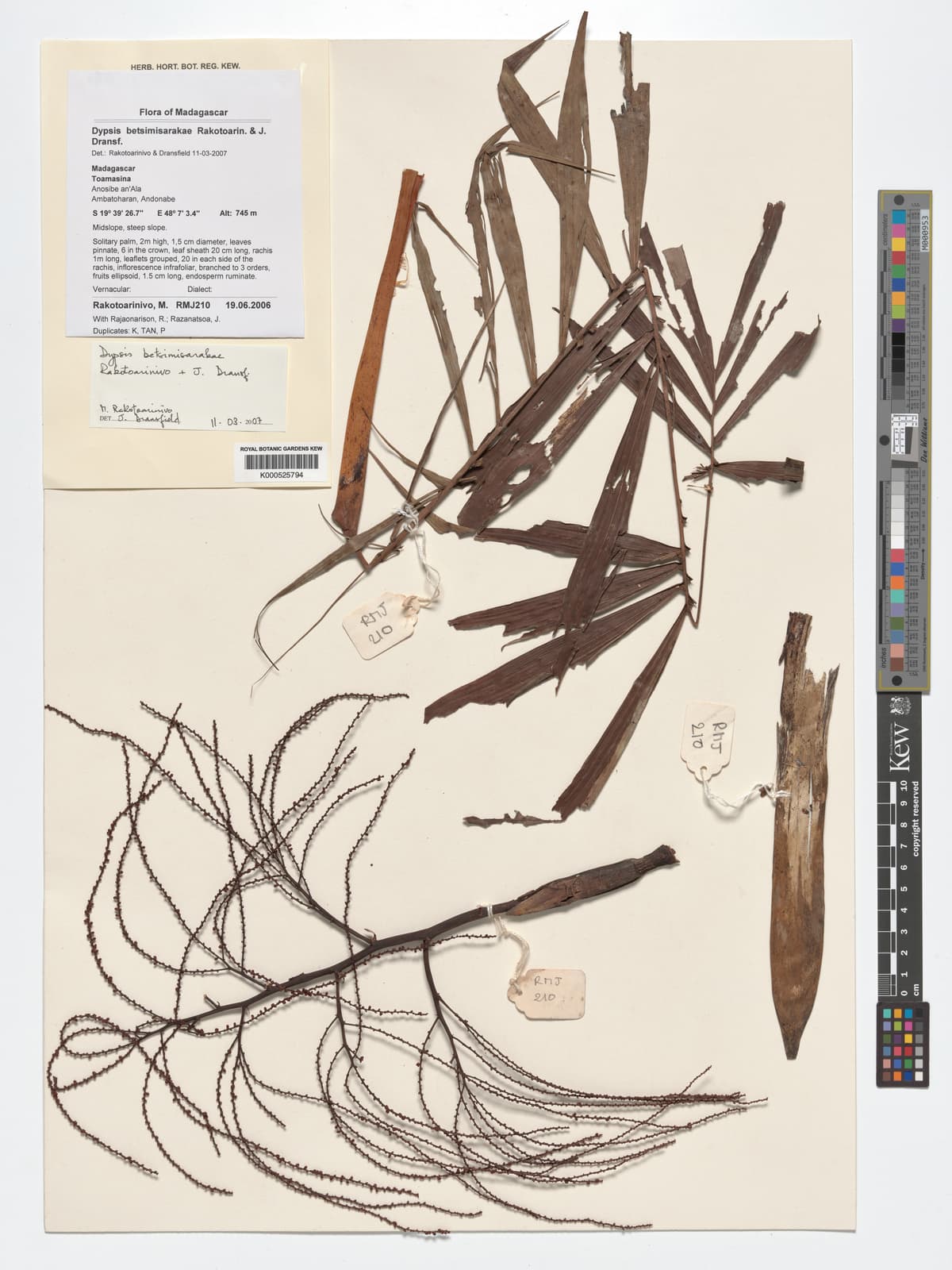 Botanical specimen of Dypsis Betsimisarakae.