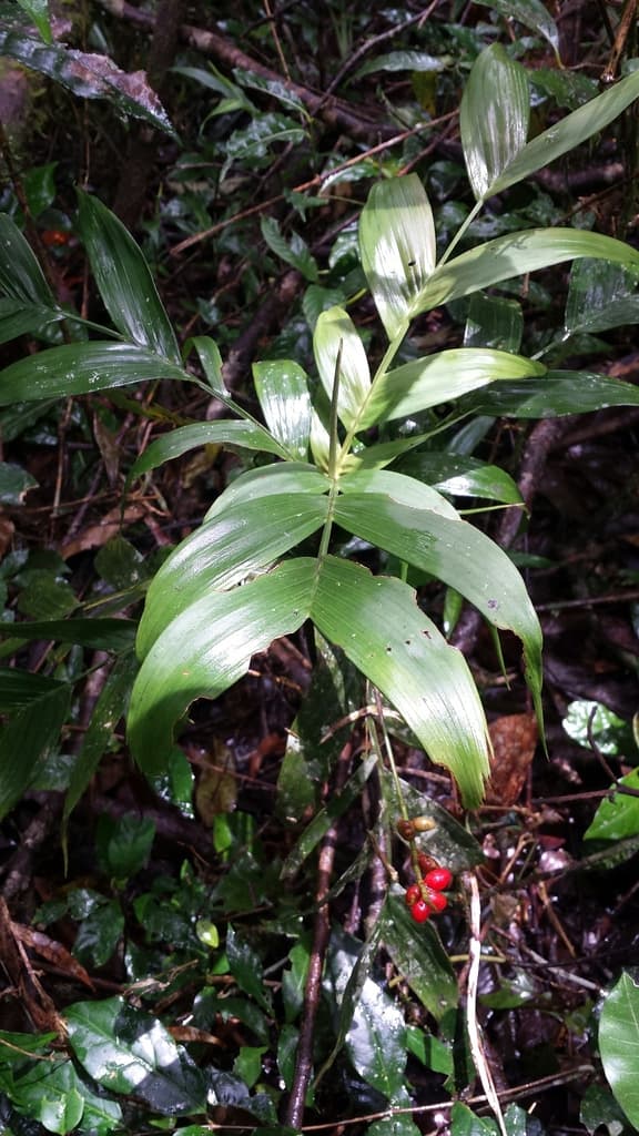 Botanical specimen of Dypsis Catatiana.