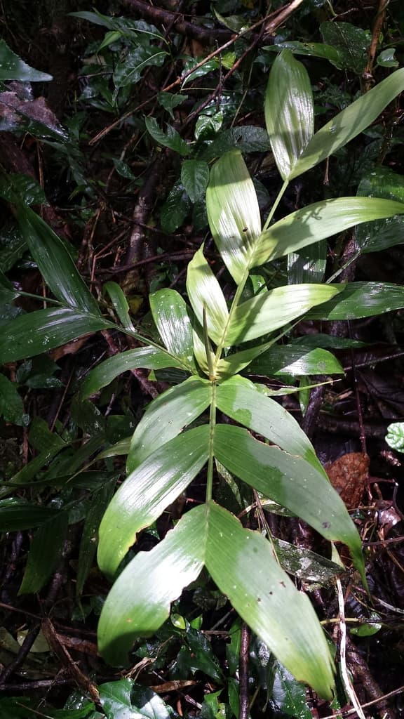 Botanical specimen of Dypsis Catatiana.