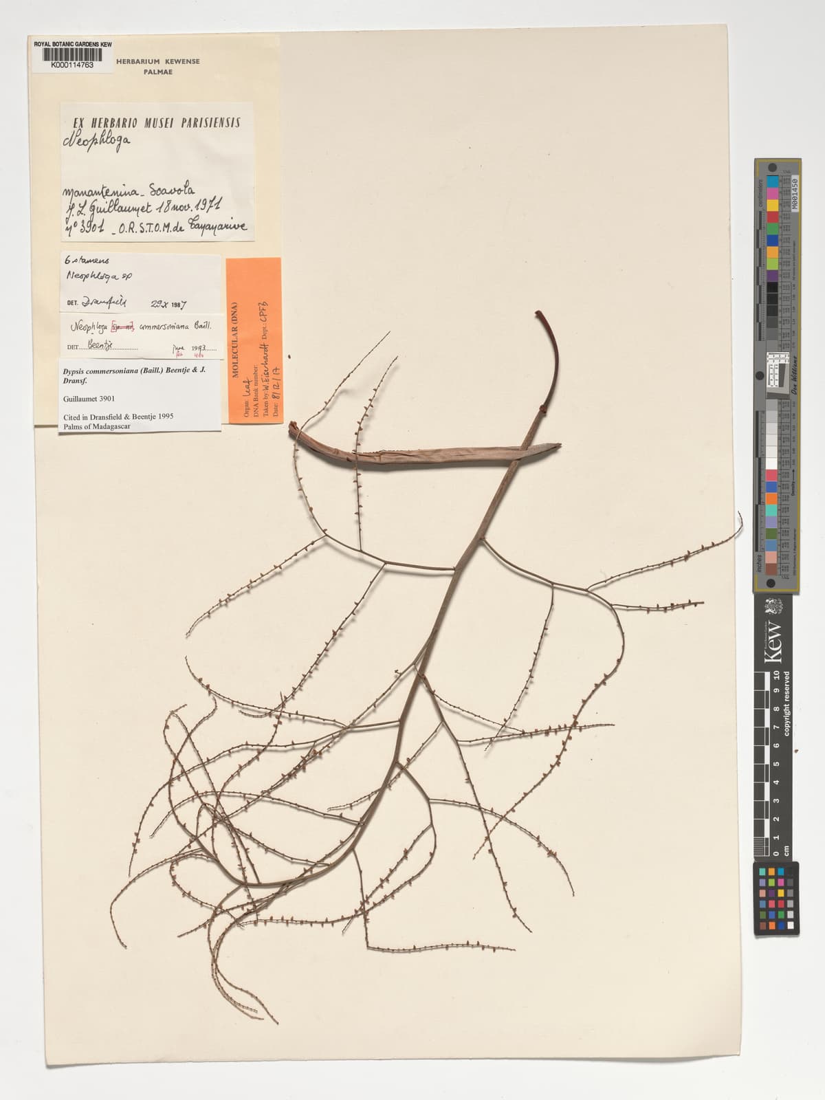 Botanical specimen of Dypsis Commersoniana.