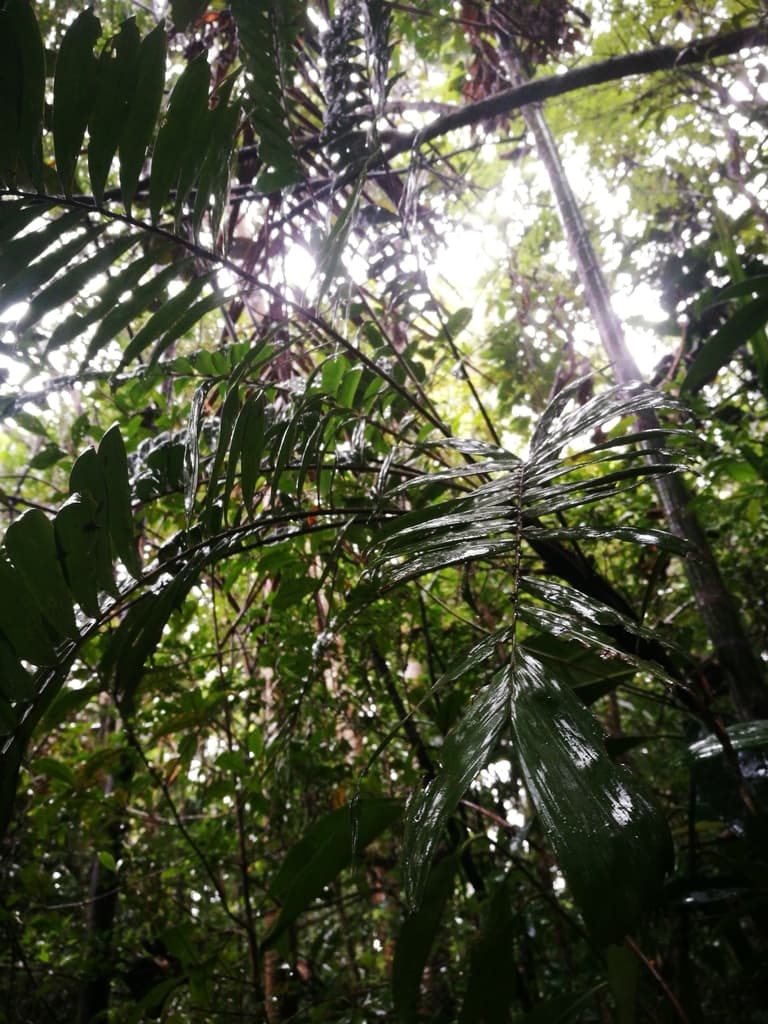 Botanical specimen of Dypsis Corniculata.
