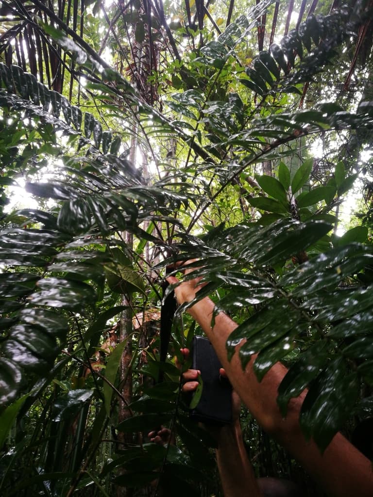 Botanical specimen of Dypsis Corniculata.