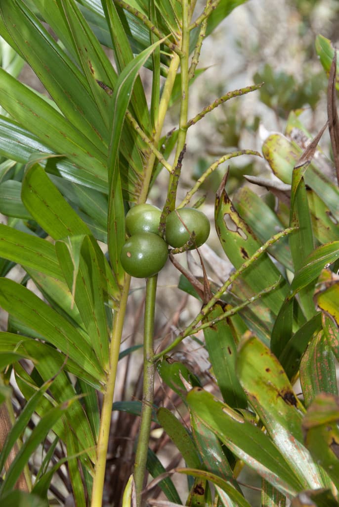 Botanical specimen of Dypsis Coursii.