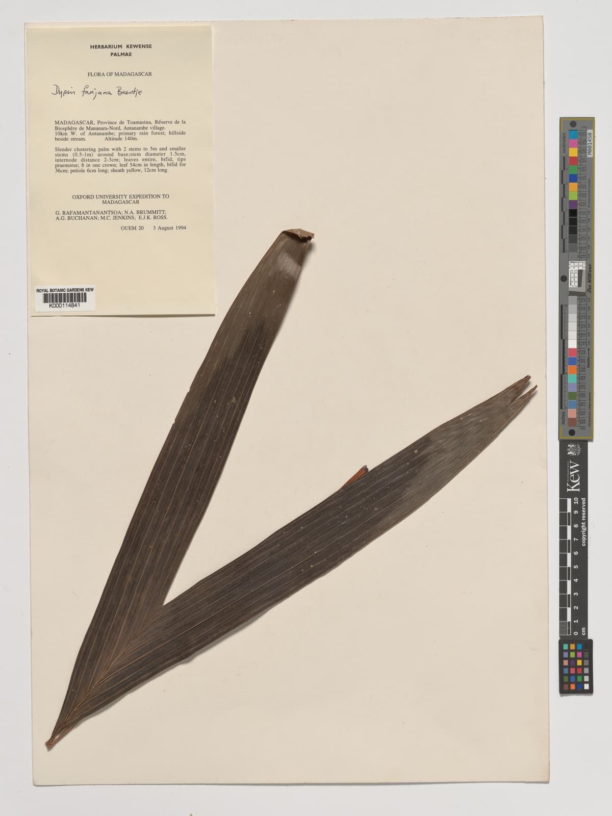 Botanical specimen of Dypsis Fanjana.