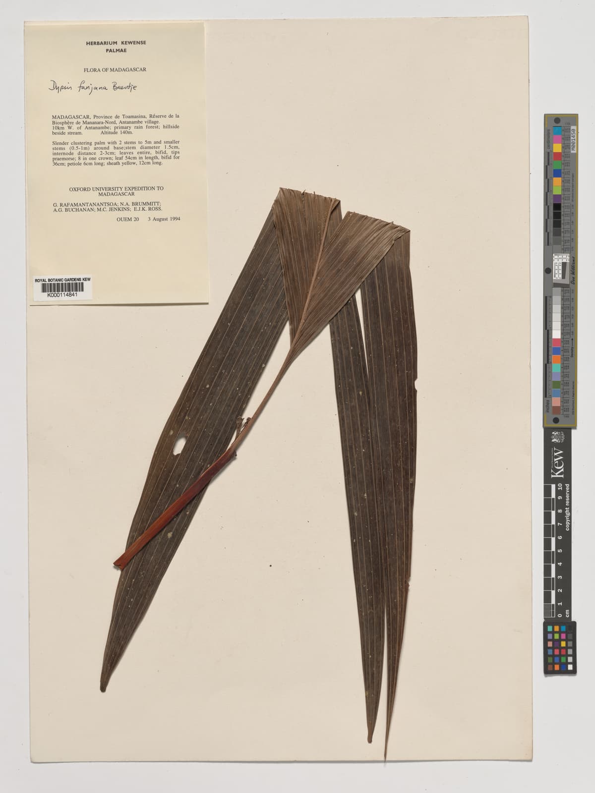 Botanical specimen of Dypsis Fanjana.
