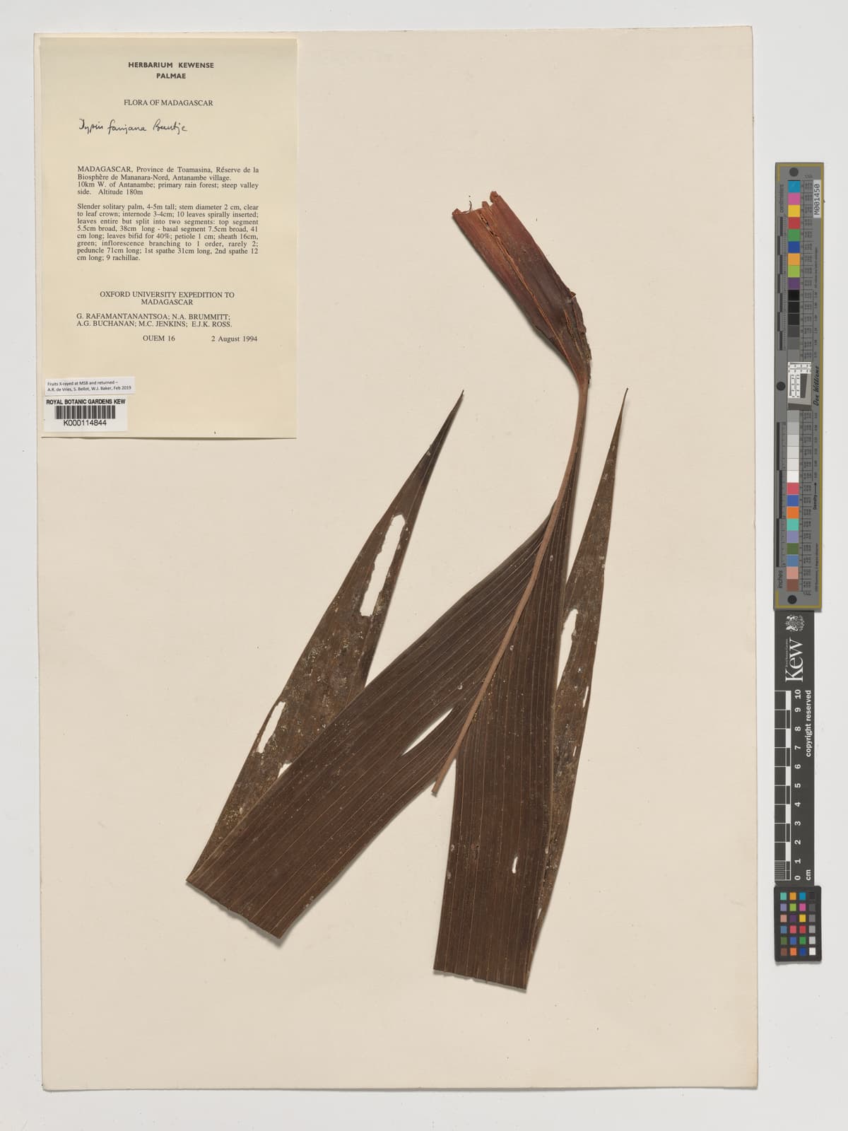 Botanical specimen of Dypsis Fanjana.