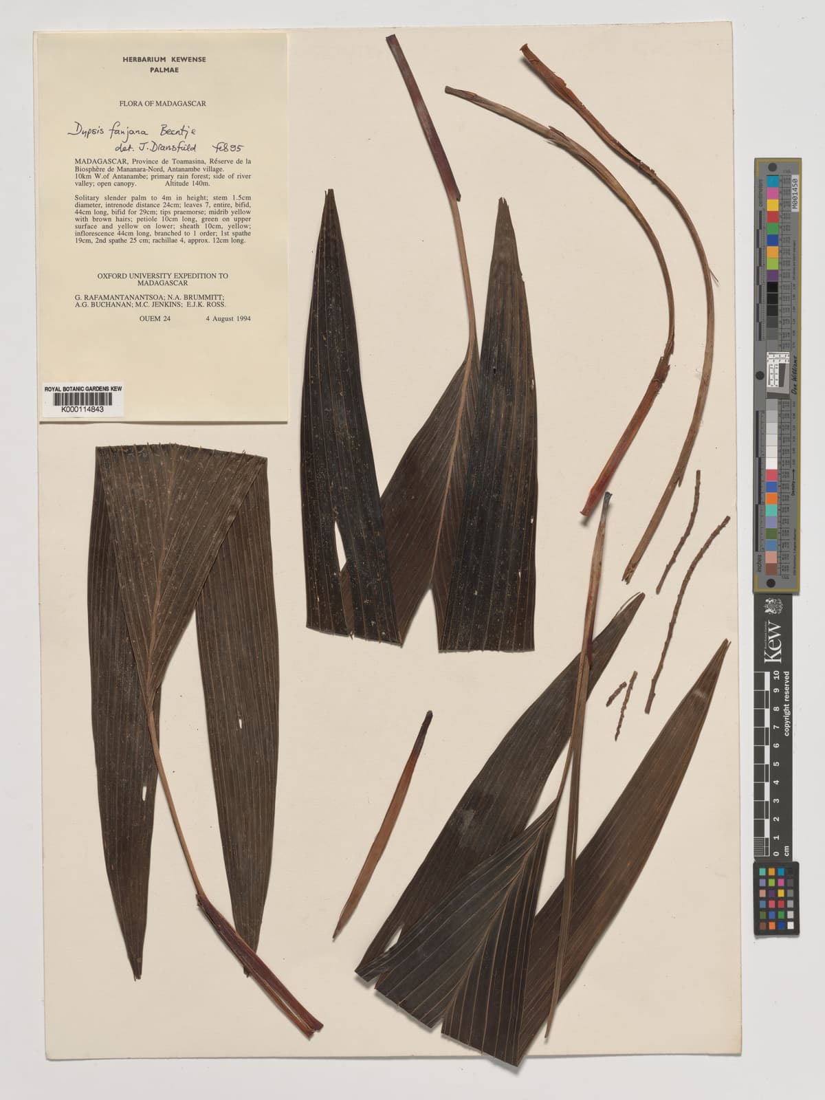 Botanical specimen of Dypsis Fanjana.