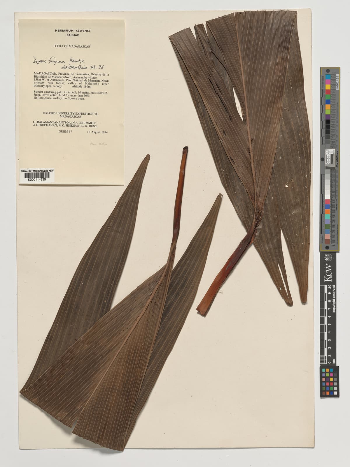 Botanical specimen of Dypsis Fanjana.