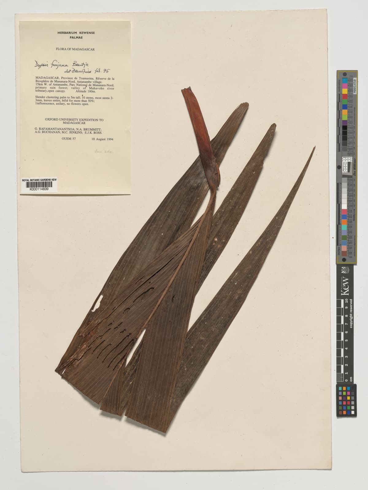 Botanical specimen of Dypsis Fanjana.